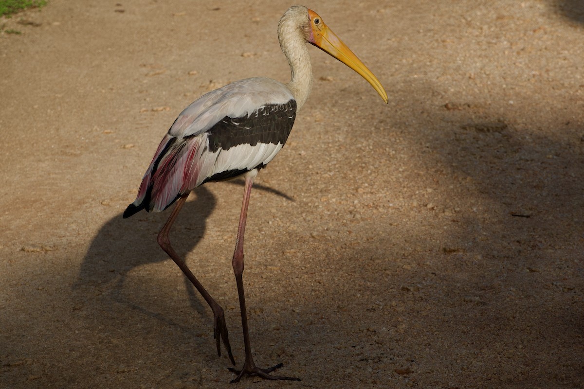 Painted Stork - GARY DOUGLAS