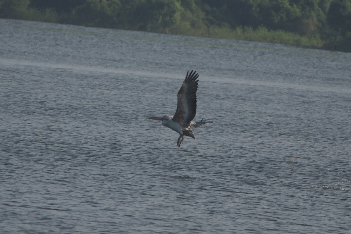 Spot-billed Pelican - ML613970199