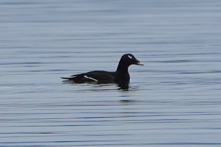 White-winged Scoter - ML613970217