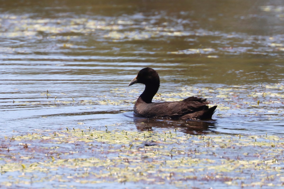 Eurasian Coot - Dennis Devers