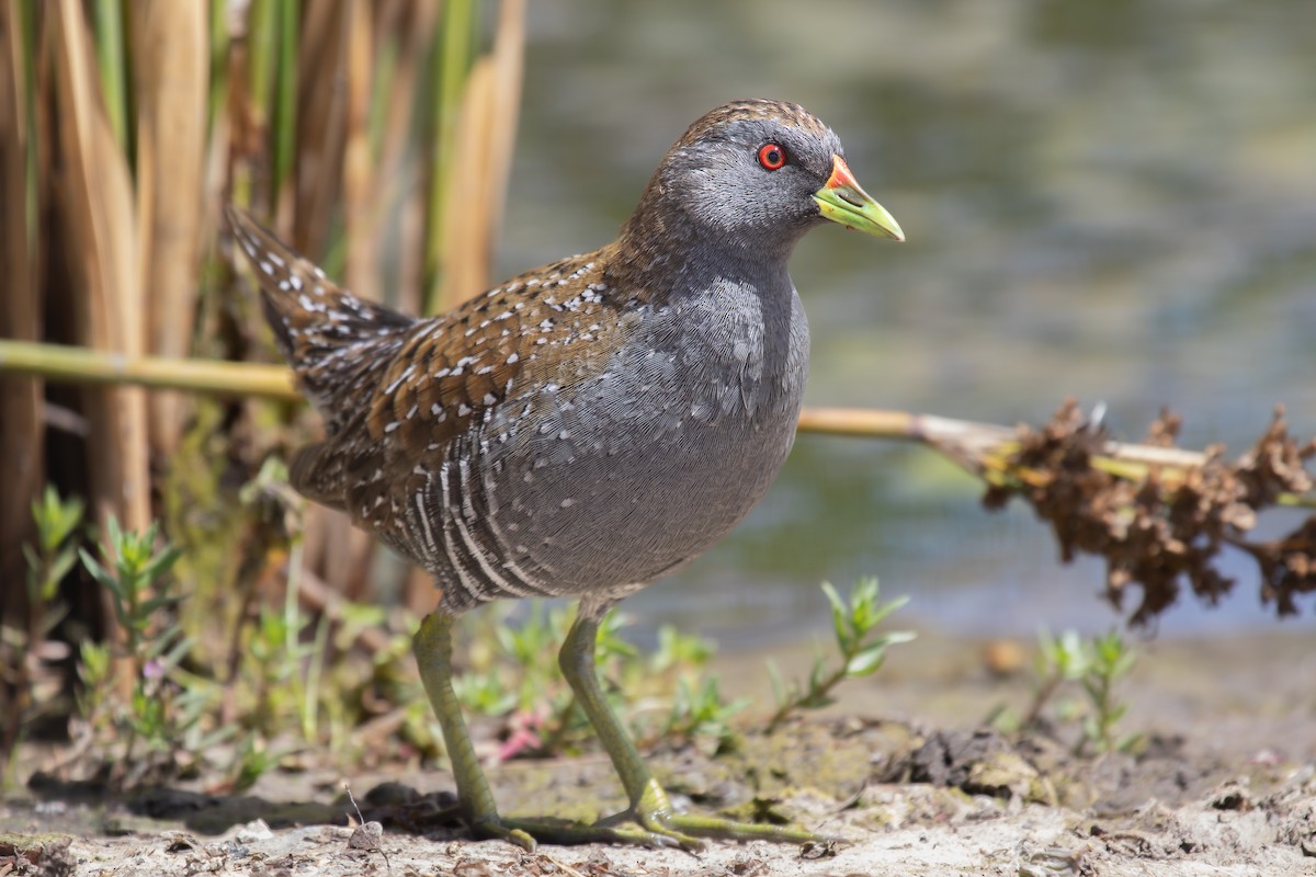 Australian Crake - ML613970248