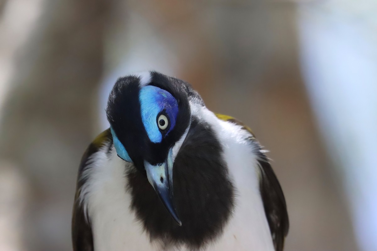 Blue-faced Honeyeater - ML613970301