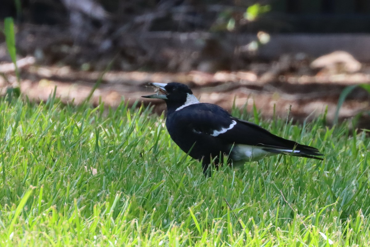 Australian Magpie - ML613970347