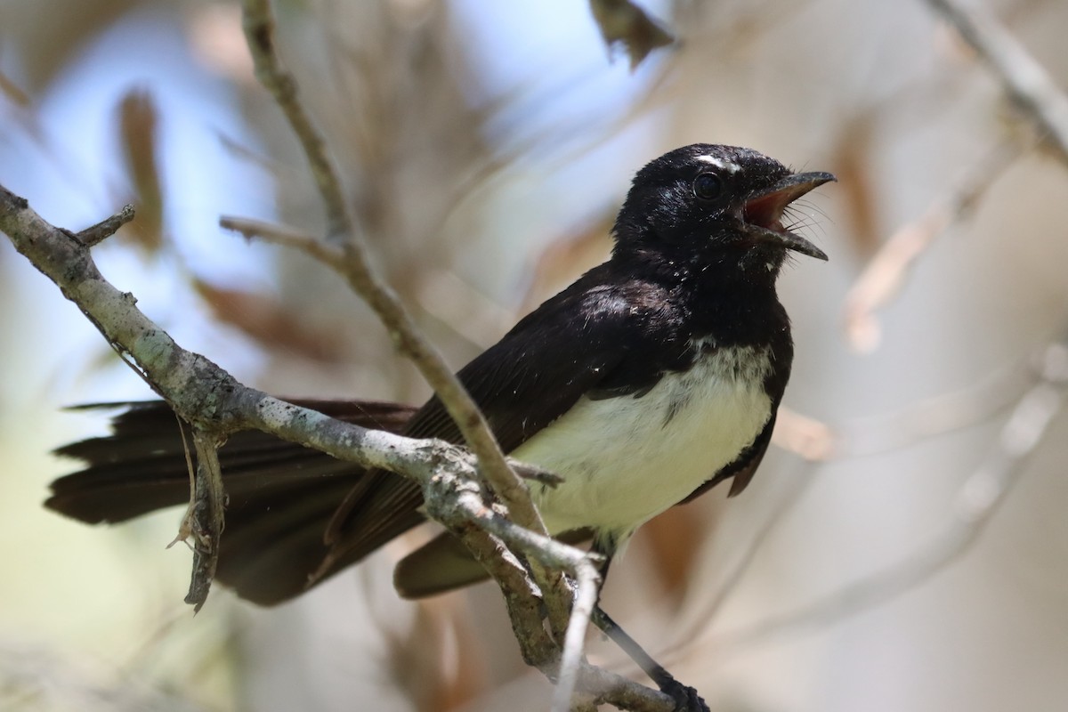 Willie-wagtail - ML613970357