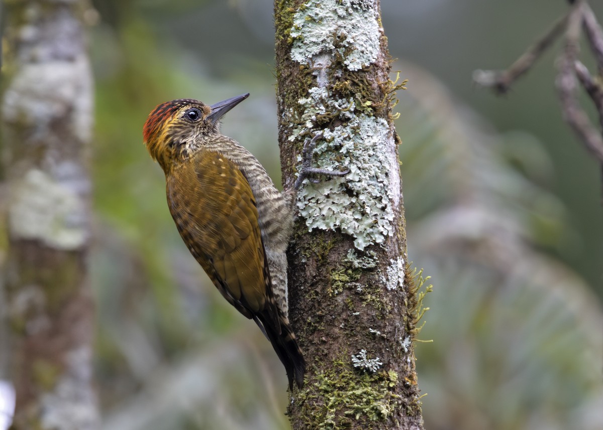Yellow-eared Woodpecker - ML613970420