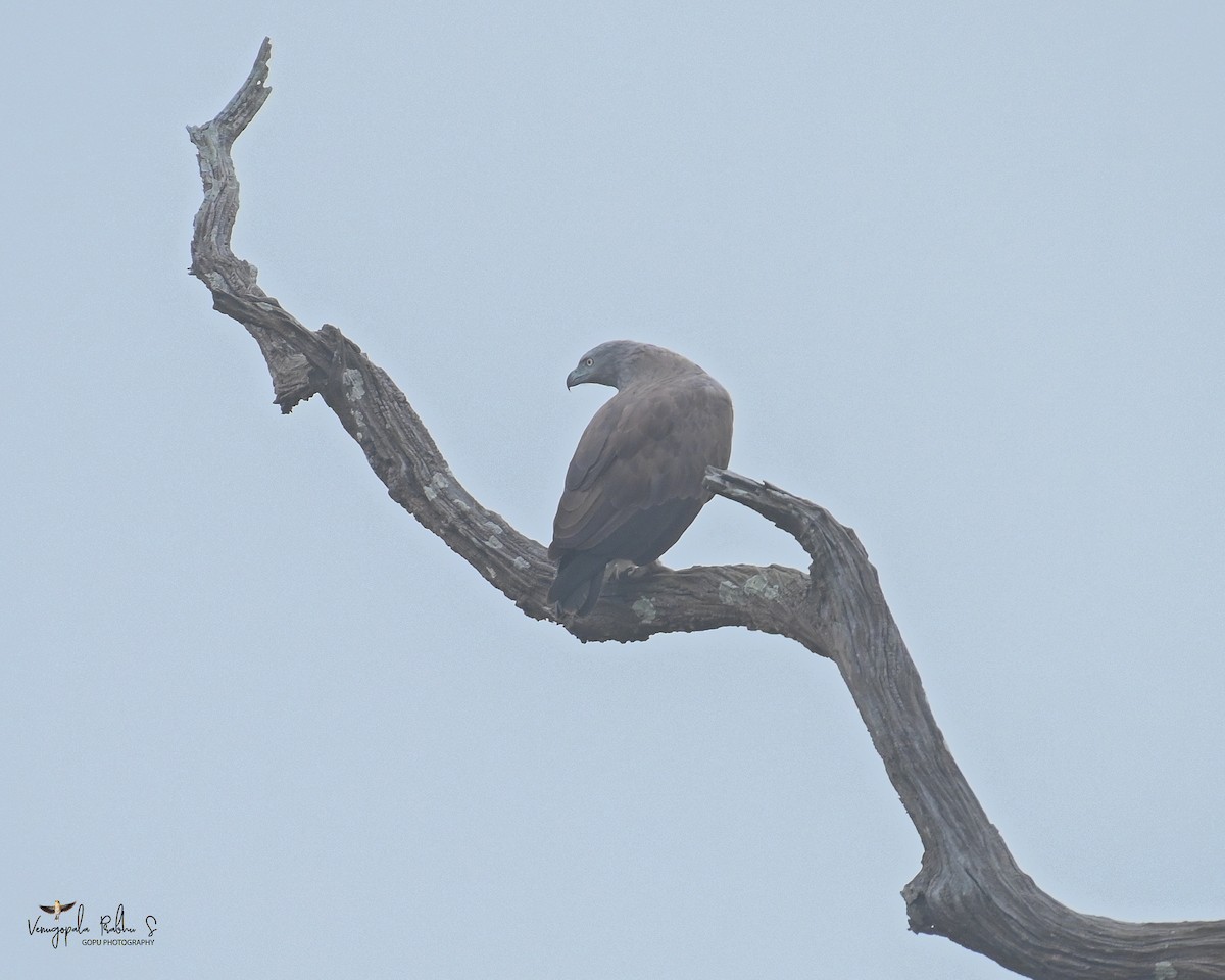 Lesser Fish-Eagle - Venugopala Prabhu S