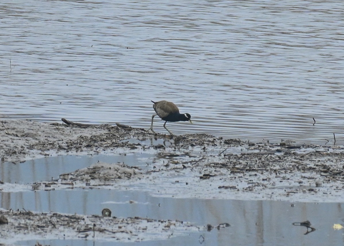 Bronze-winged Jacana - Venugopala Prabhu S