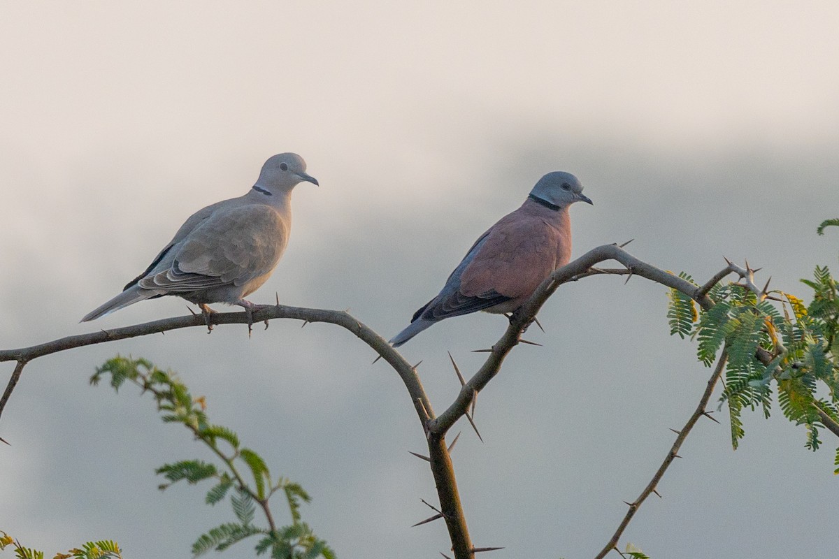Red Collared-Dove - ML613970489