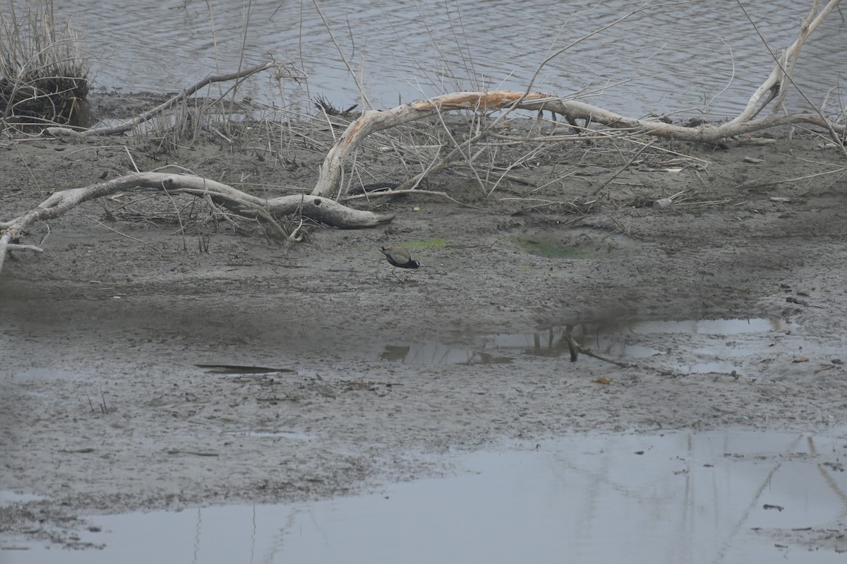 Bronze-winged Jacana - Venugopala Prabhu S