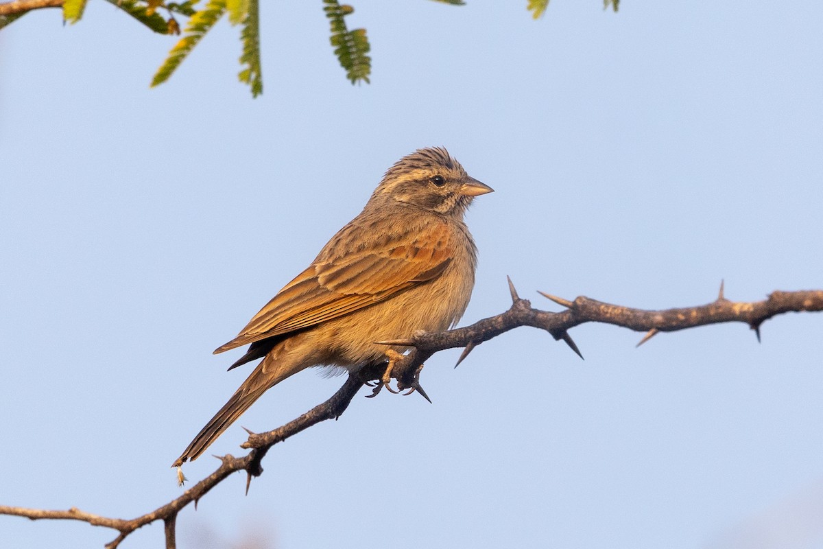 Striolated Bunting - ML613970505