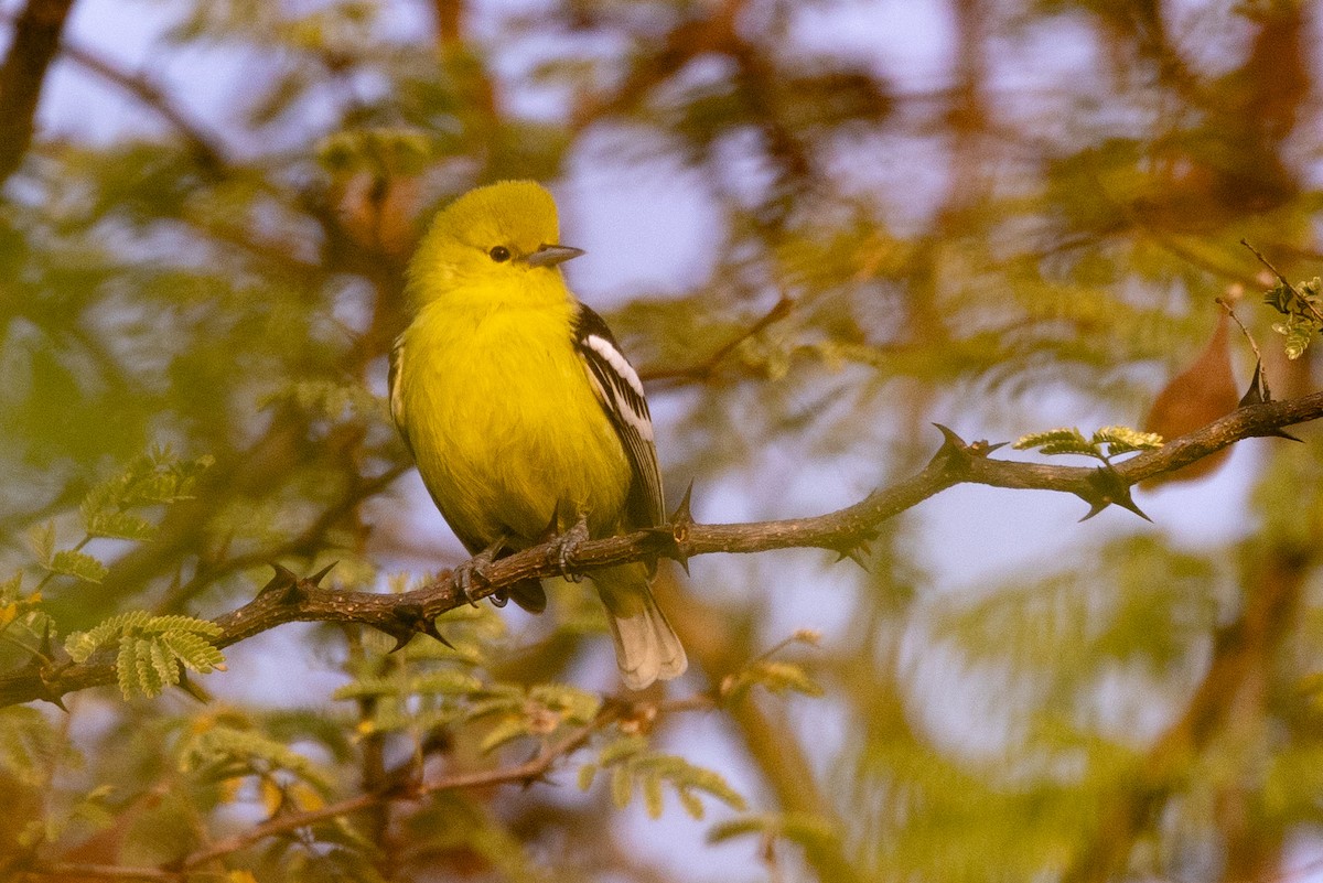 White-tailed Iora - ML613970511