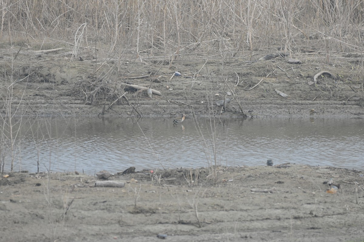 Pheasant-tailed Jacana - Venugopala Prabhu S