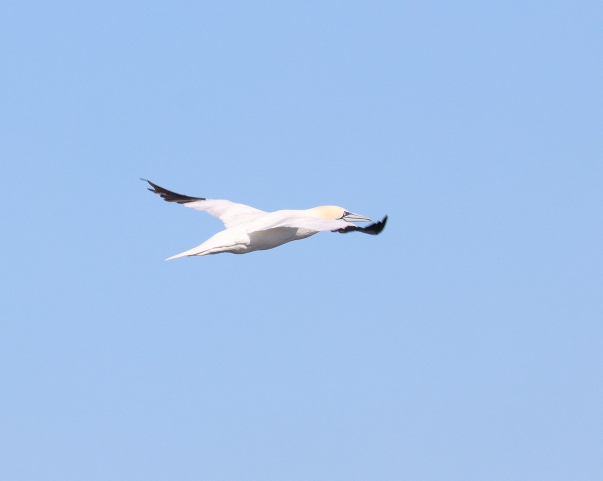 Northern Gannet - ML613970535