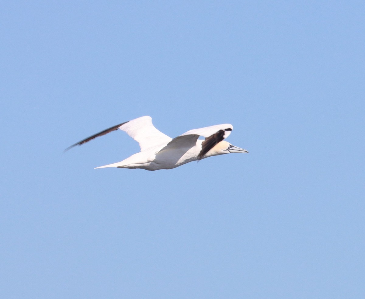 Northern Gannet - ML613970547