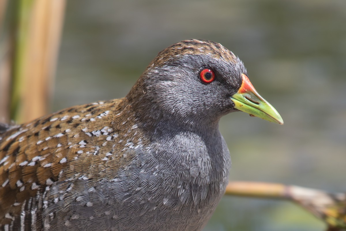 Australian Crake - ML613970548