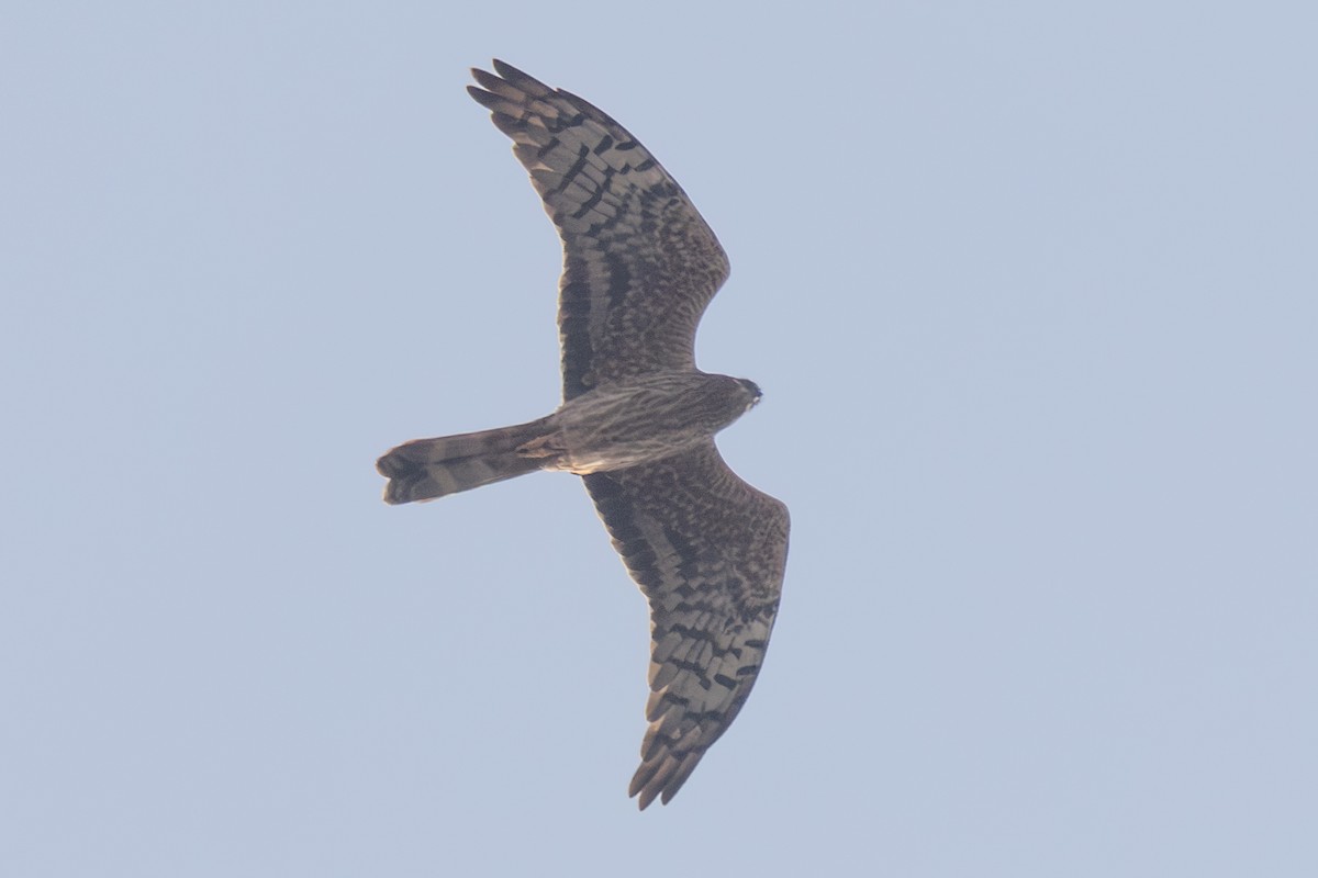 Montagu's Harrier - ML613970559