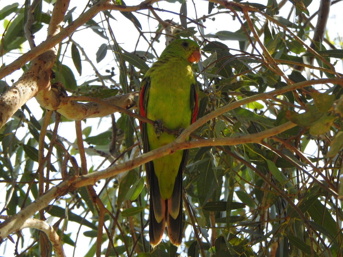 Red-winged Parrot - ML613970578