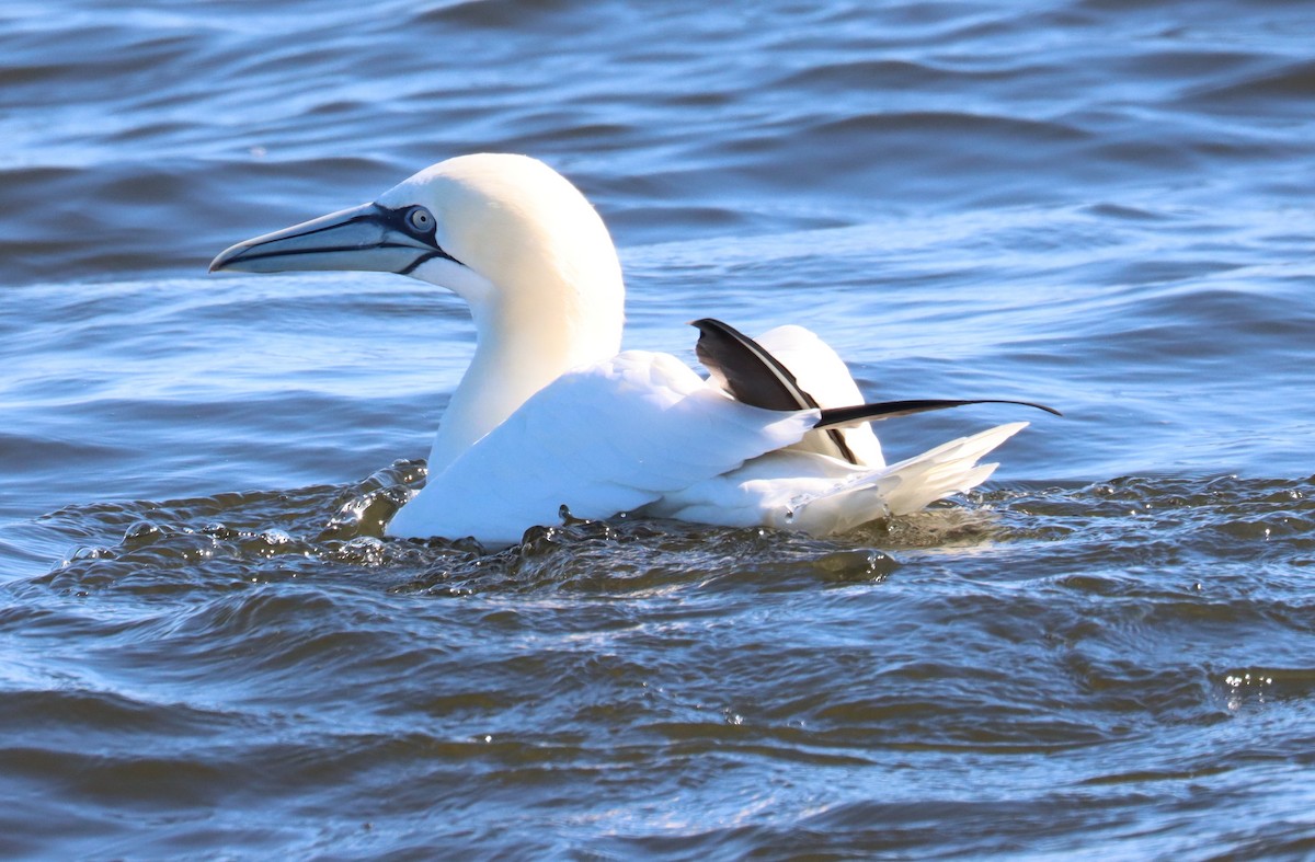 Northern Gannet - ML613970596
