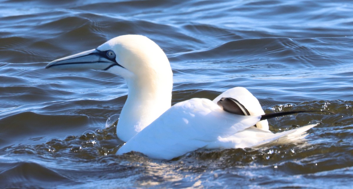 Northern Gannet - ML613970624