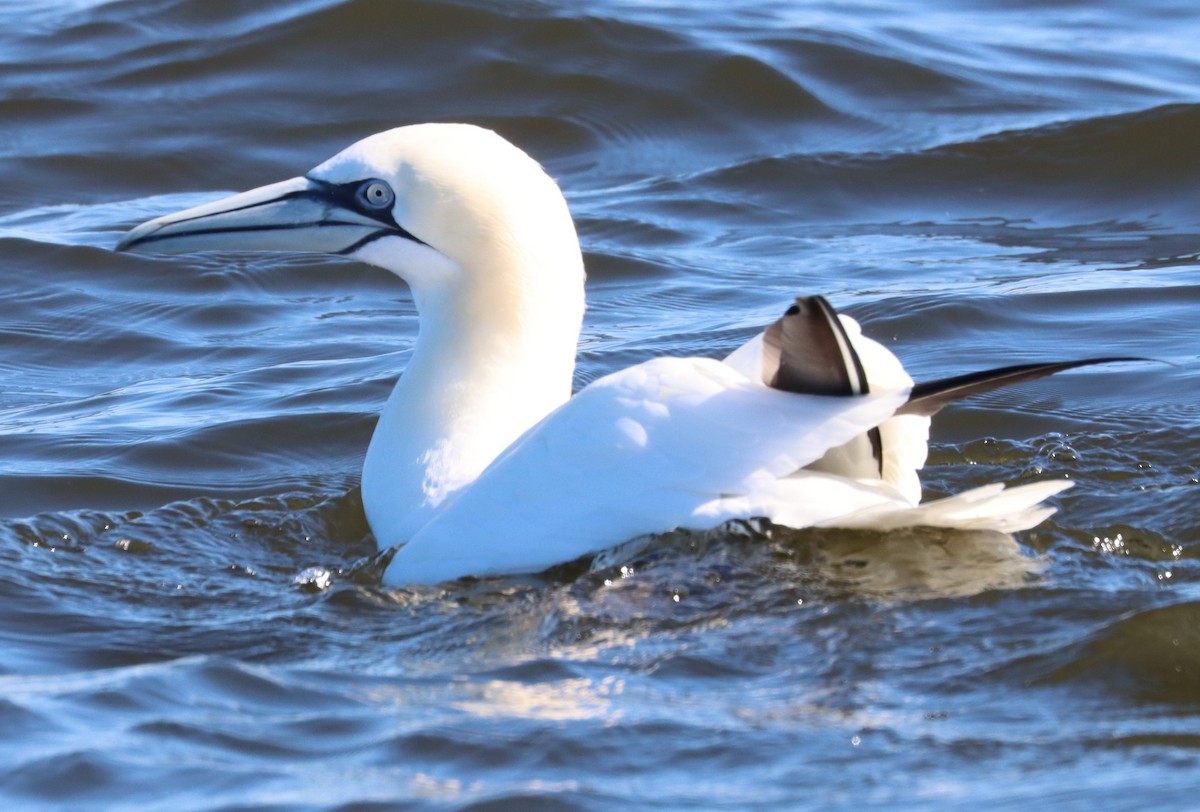 Northern Gannet - ML613970628