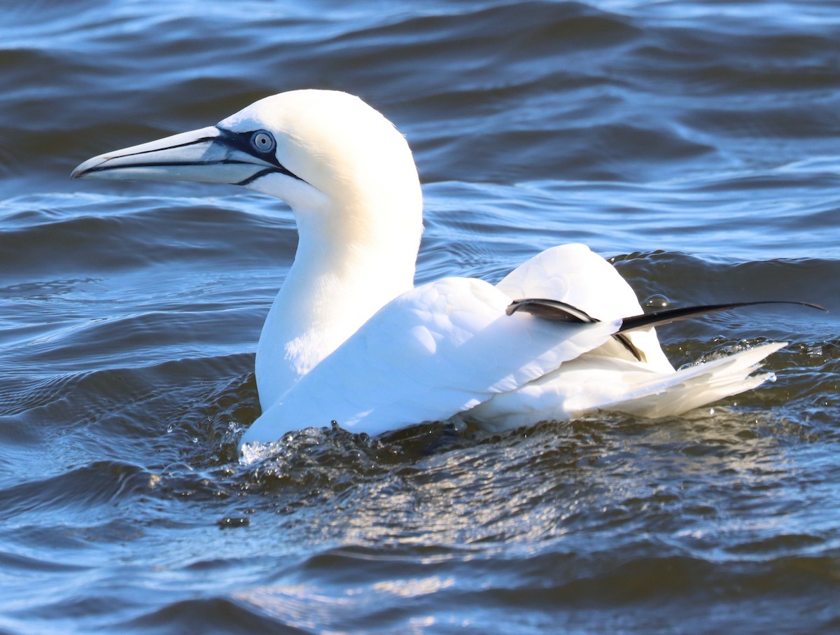 Northern Gannet - ML613970630