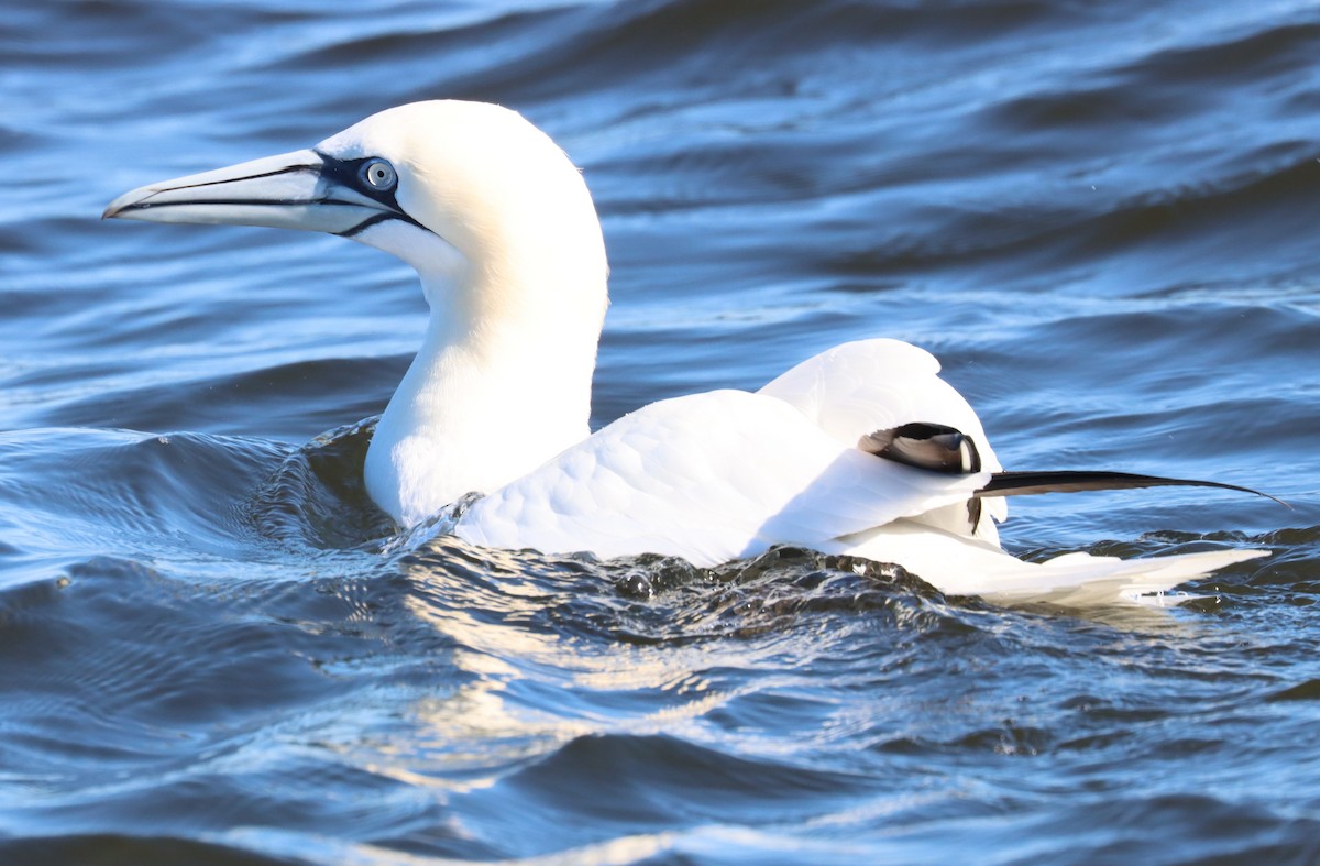 Northern Gannet - ML613970651