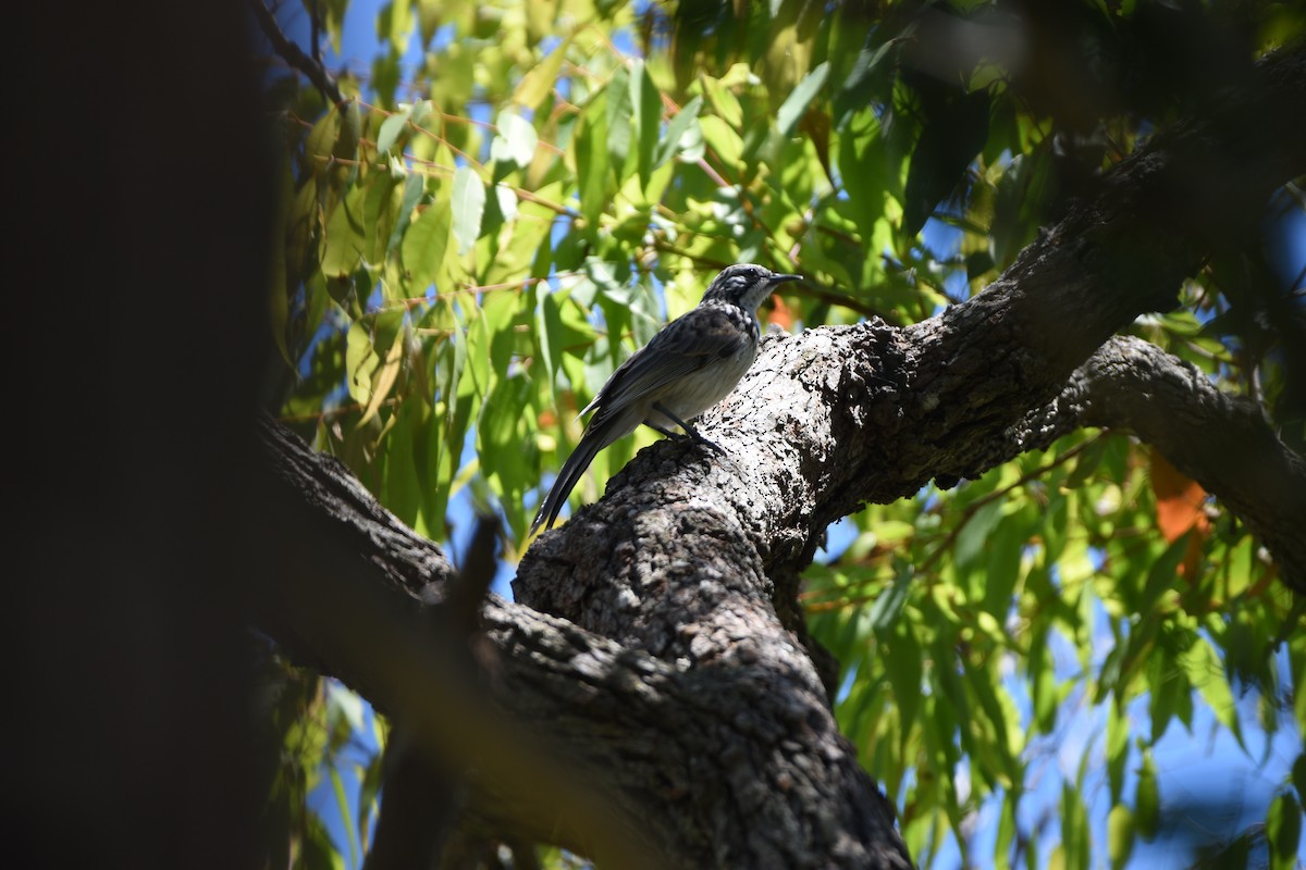 Striped Honeyeater - ML613970663