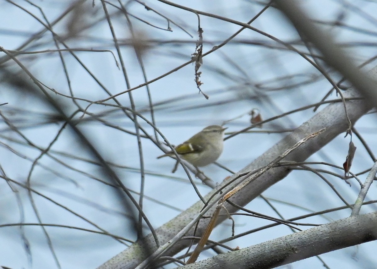 Hume's Warbler - Venugopala Prabhu S