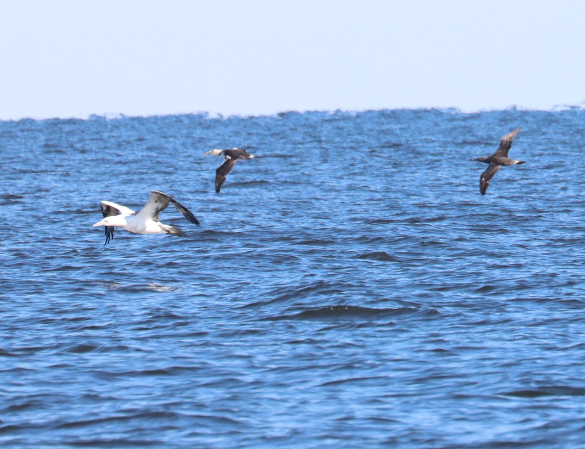 Northern Gannet - ML613970702