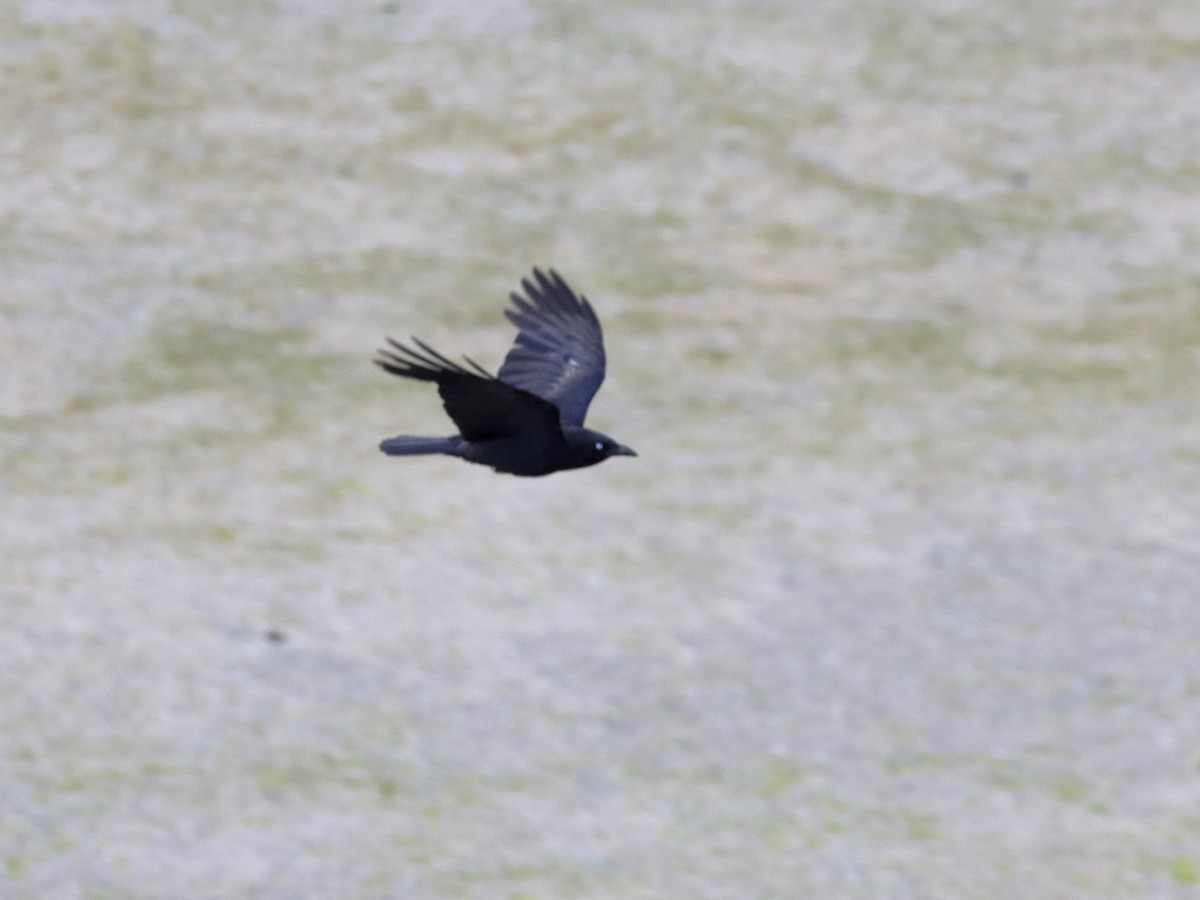 Corbeau de Tasmanie - ML613970815