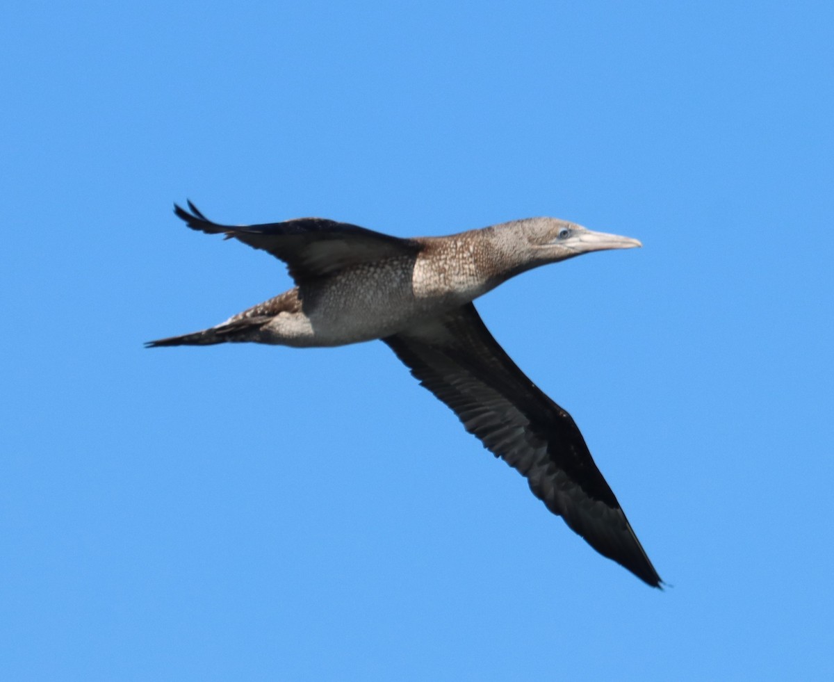 Northern Gannet - ML613970847