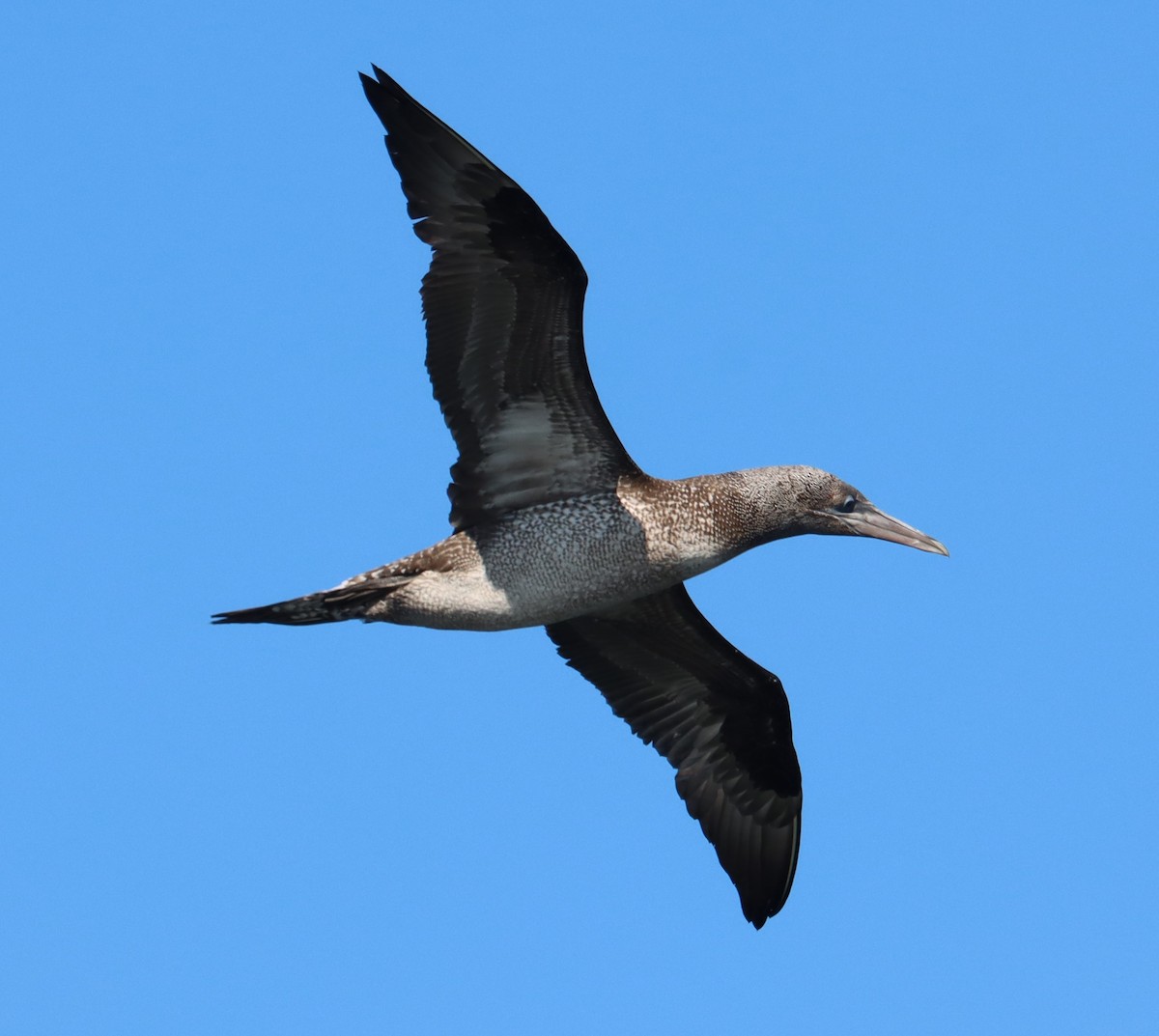 Northern Gannet - ML613970869