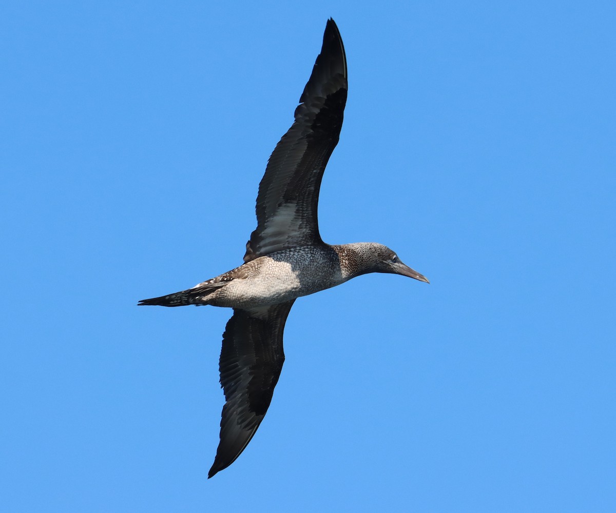 Northern Gannet - ML613970905