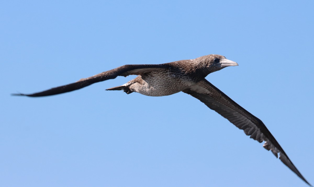 Northern Gannet - ML613970916