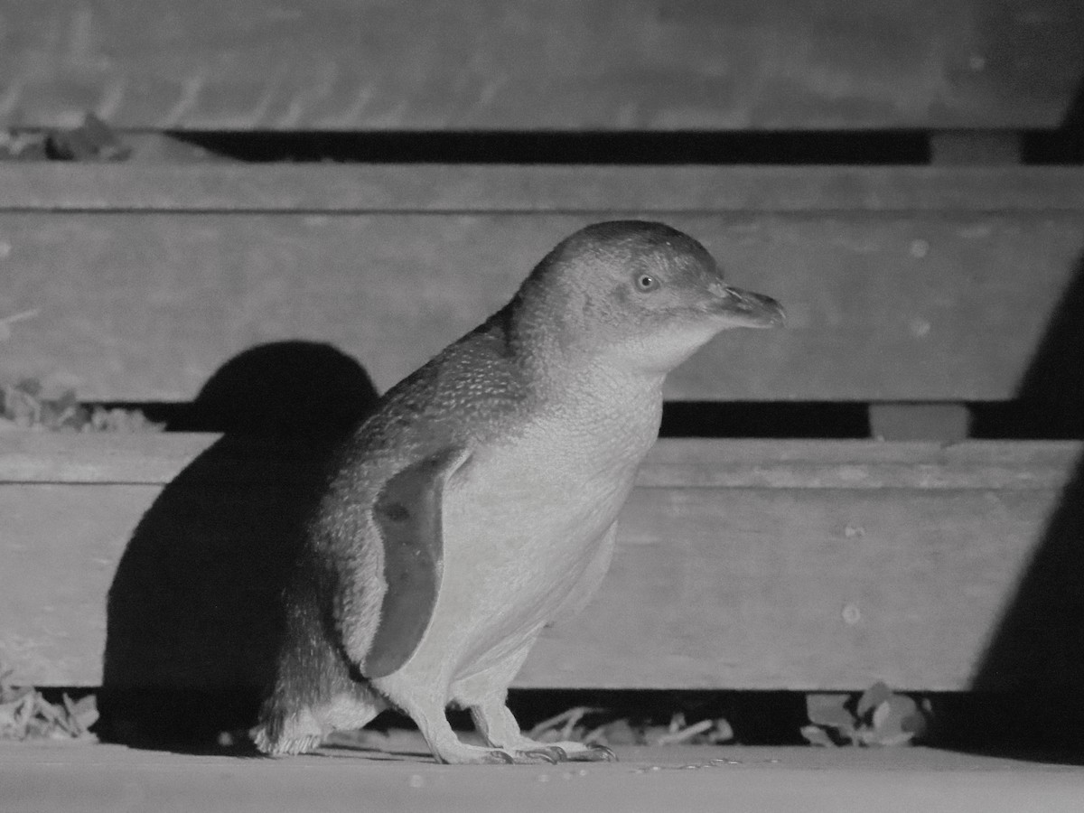 Little Penguin - ML613970950