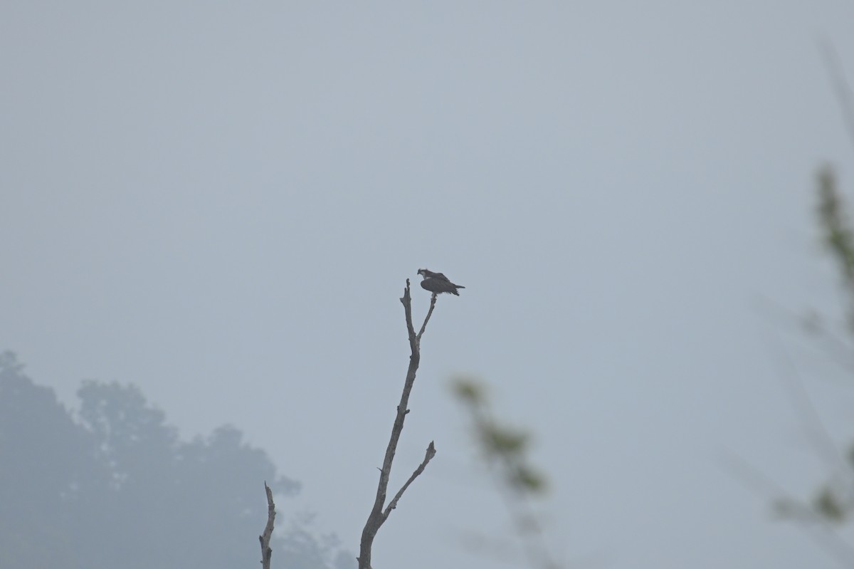 Osprey - Venugopala Prabhu S