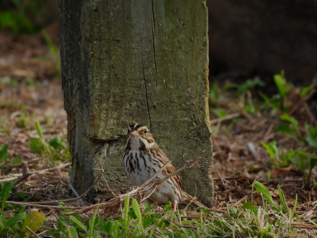 Savannah Sparrow - ML613970966