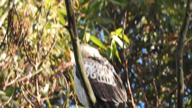 Águila Variable - ML613970977