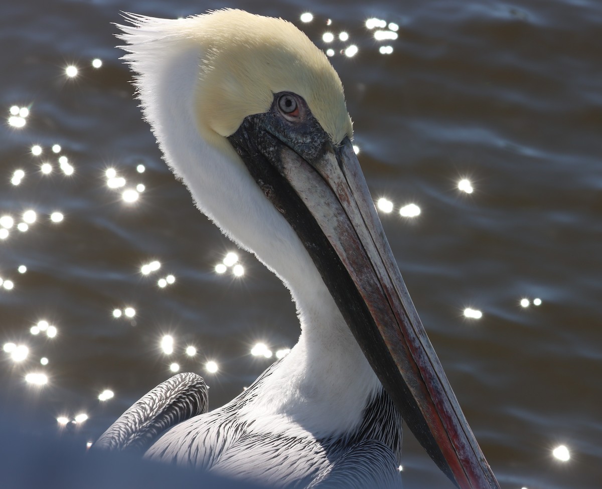 Brown Pelican - Juli deGrummond