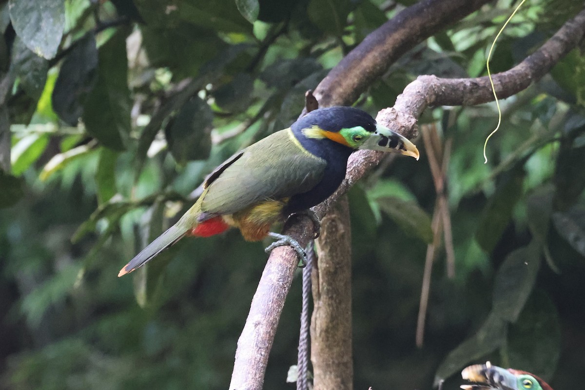 Spot-billed Toucanet - ML613971068