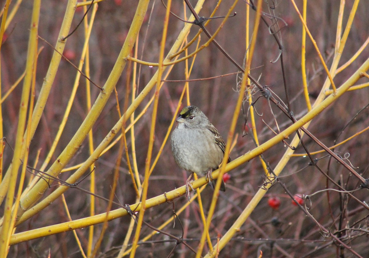 Golden-crowned Sparrow - ML613971082