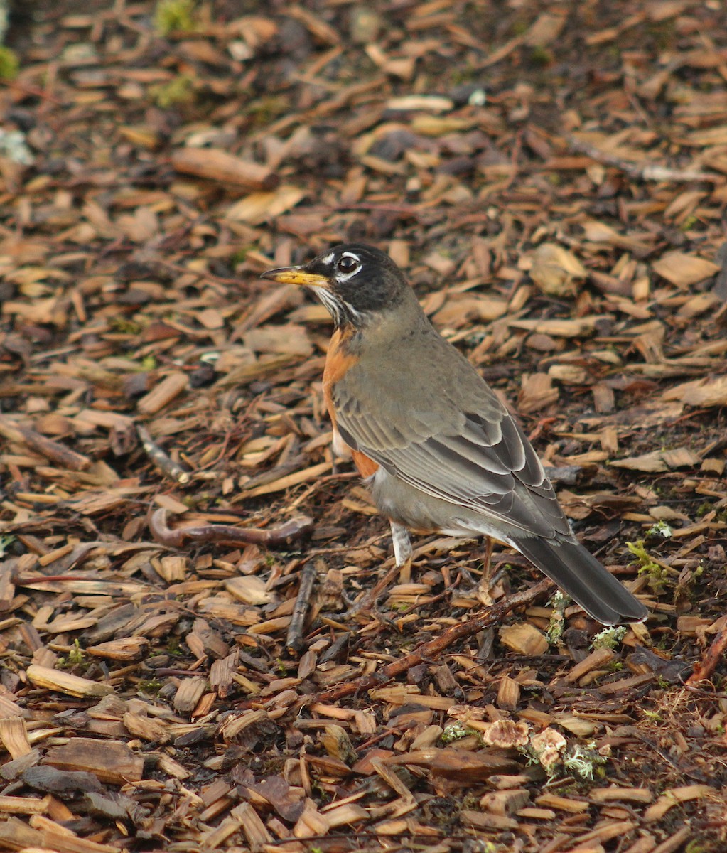 American Robin - ML613971083