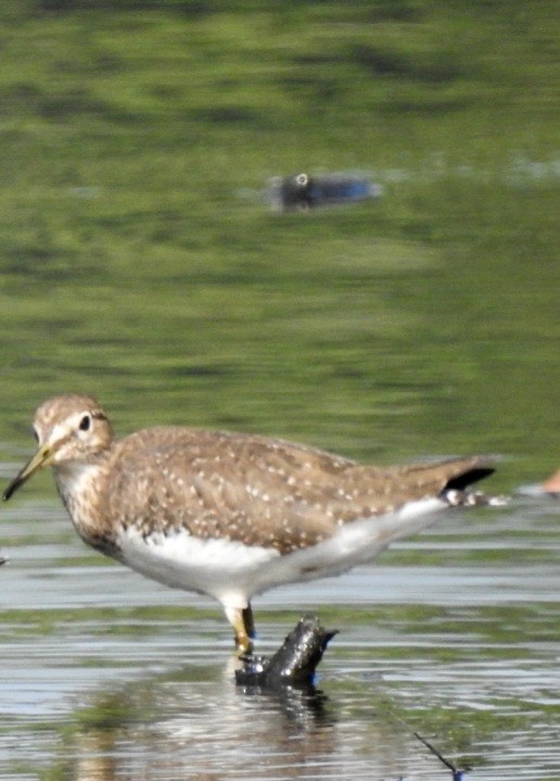 Green Sandpiper - ML613971090