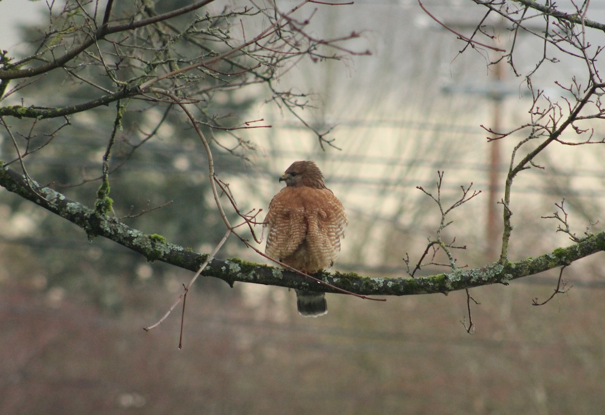 Red-shouldered Hawk - ML613971094