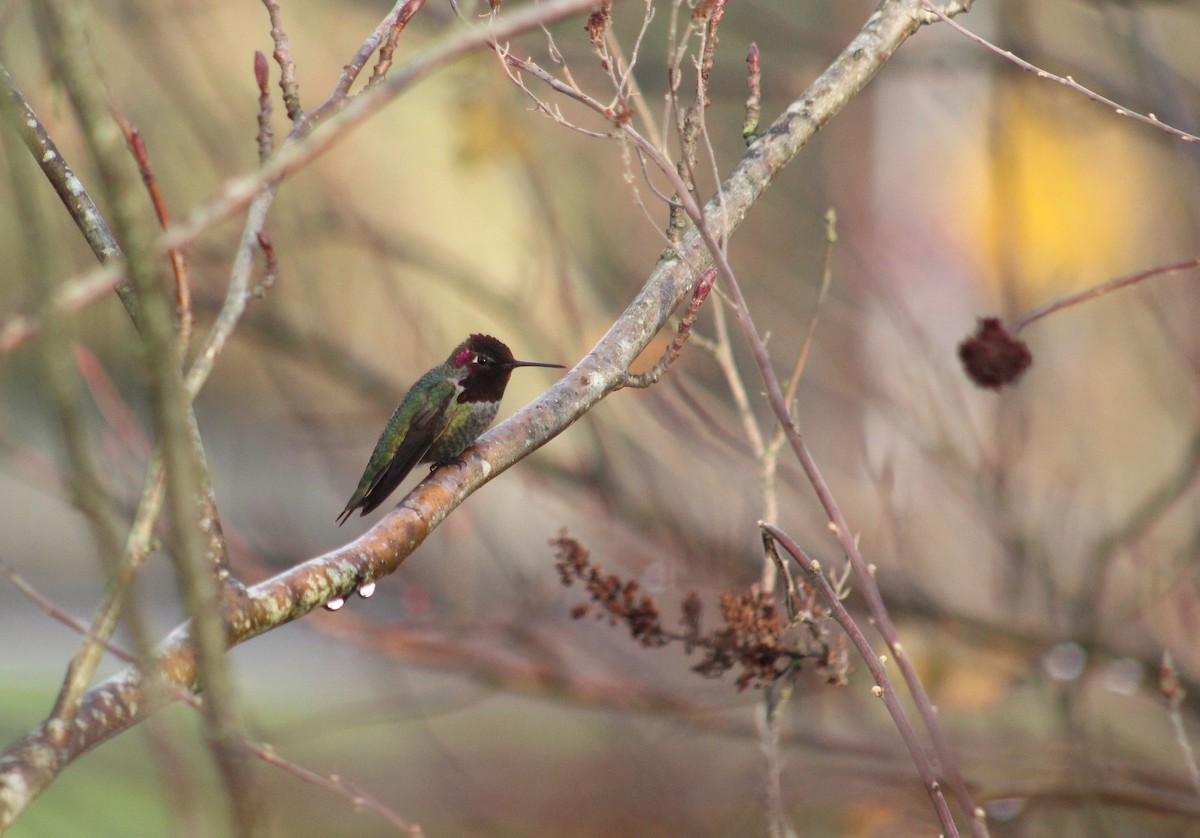 Anna's Hummingbird - ML613971113