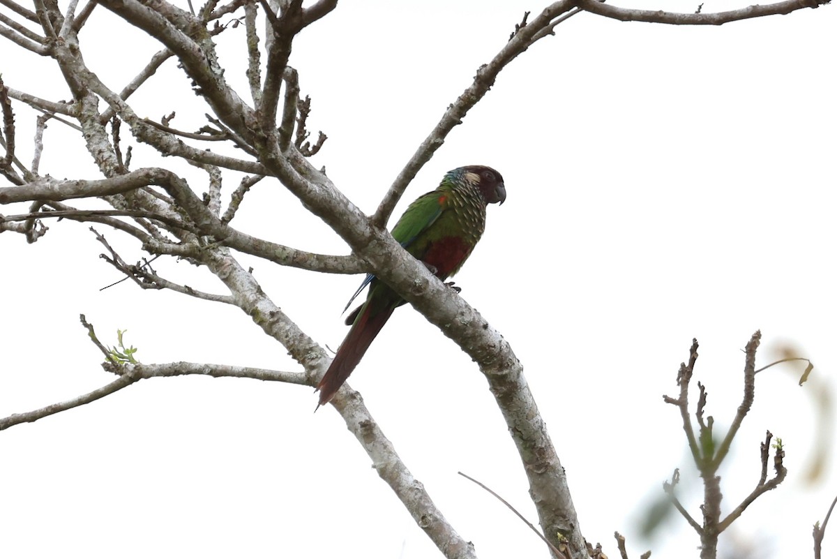 Maroon-faced Parakeet - ML613971122