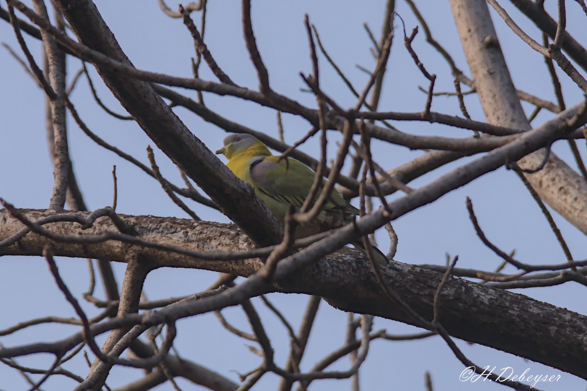 Yellow-footed Green-Pigeon - ML613971260