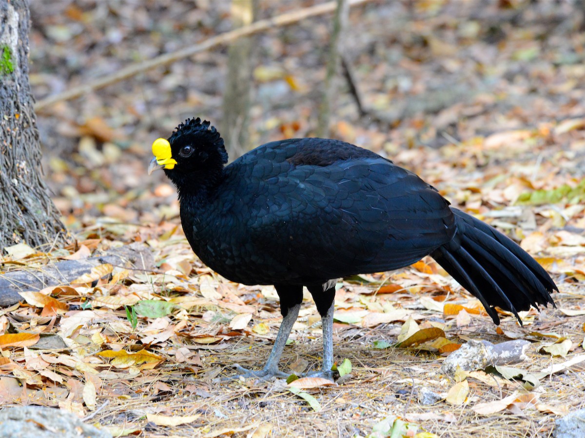 Great Curassow - Alan Van Norman