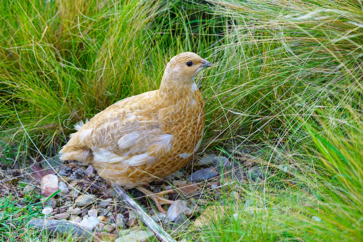 tanımsız Synoicus/Coturnix sp. - ML613971293