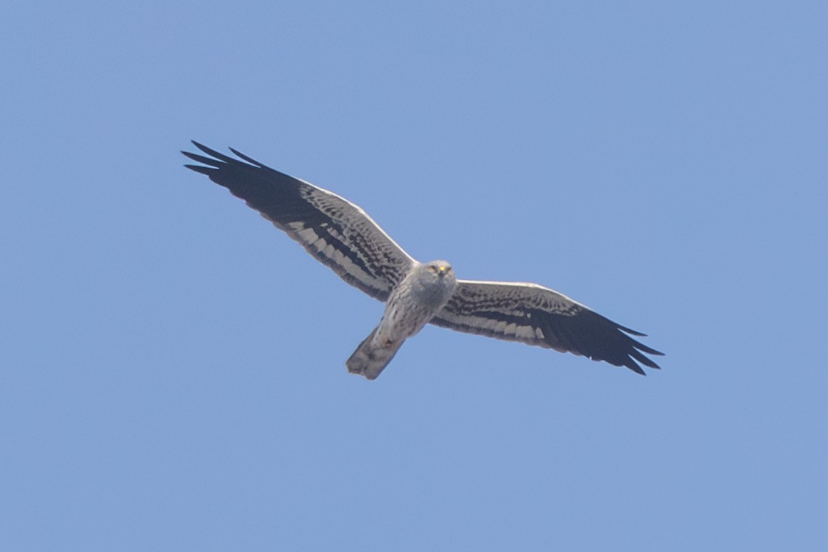 Montagu's Harrier - ML613971341